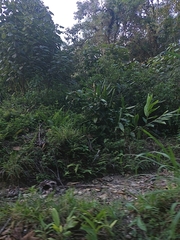 Hedychium coronarium