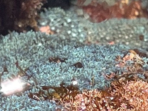 Sarcothelia edmondsoni
