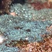 Sarcothelia edmondsoni