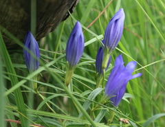 Gentiana pneumonanthe