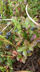 Vaccinium myrtillus