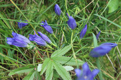 Gentiana pneumonanthe