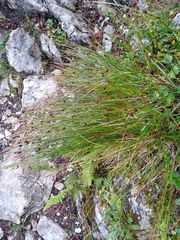 Oreojuncus monanthos