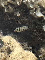 Acanthurus triostegus