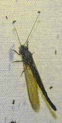 Ululodes quadripunctatus