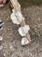 Trametes conchifer