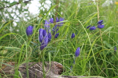 Gentiana pneumonanthe