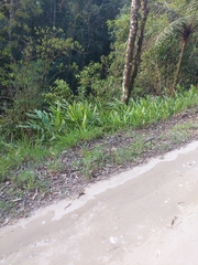 Hedychium coronarium