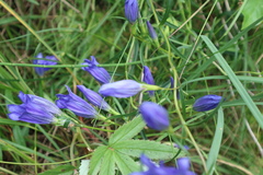Gentiana pneumonanthe