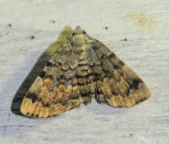 Idia americalis