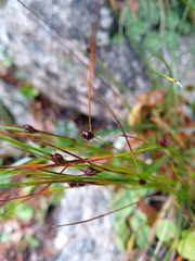 Oreojuncus monanthos