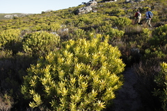 Leucadendron laureolum