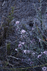 Amphithalea ericifolia