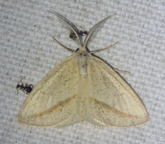 Lychnosea intermicata