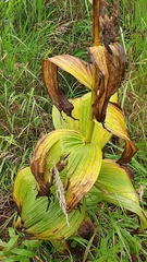 Veratrum lobelianum
