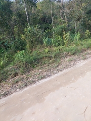 Hedychium coronarium