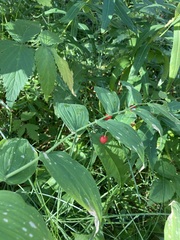 Streptopus amplexifolius
