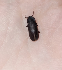 Tenebrio molitor