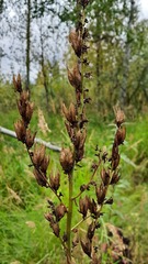 Veratrum lobelianum