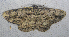 Anavitrinella pampinaria