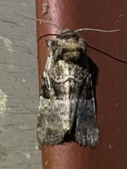 Meropleon diversicolor