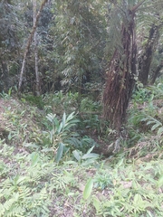 Hedychium coronarium