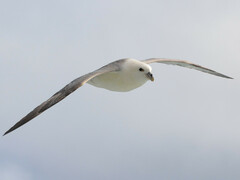 Fulmarus glacialis