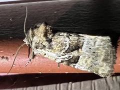 Meropleon diversicolor