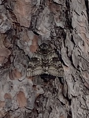Catocala fraxini