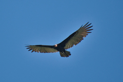 Cathartes burrovianus