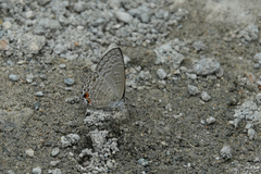 Catopyrops ancyra