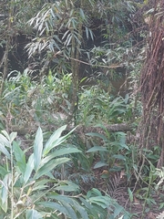 Hedychium coronarium