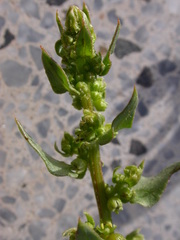 Patellifolia procumbens image