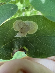 Chrysaster ostensackenella