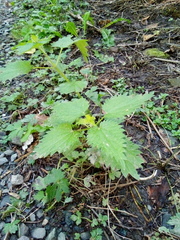 Urtica dioica