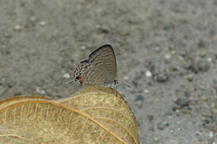 Catopyrops ancyra