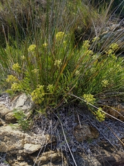 Crithmum maritimum