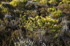 Liparia splendens splendens