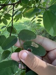 Chrysaster ostensackenella