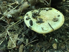 Lactarius chelidonium