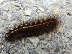 Spilosoma lubricipeda