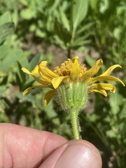 Arnica mollis