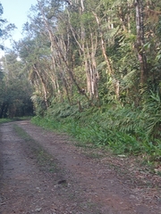 Hedychium coronarium