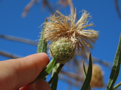 Cheirolophus sempervirens