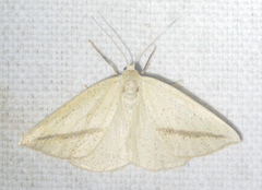Lychnosea intermicata