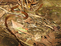 Echinanthera cephalostriata