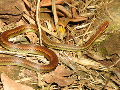 Echinanthera cephalostriata