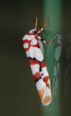Cyana cruentata
