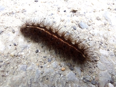 Spilosoma lubricipeda