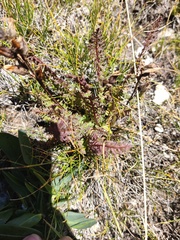 Pedicularis
